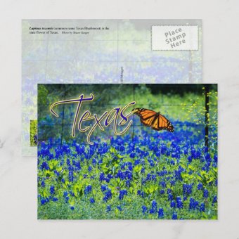 Texas State Flower - Bluebonnets Postcard | Zazzle