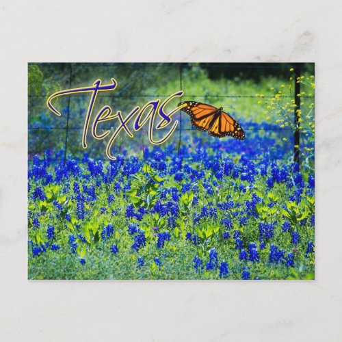 Texas State Flower _ Bluebonnets Postcard