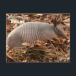 Texas State Postcard<br><div class="desc">Armadillo</div>