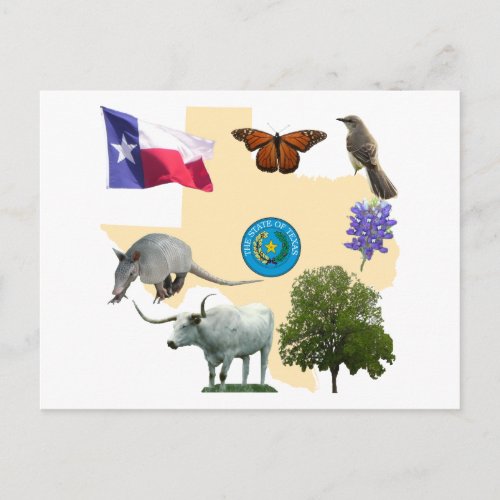 Texas State Symbols Postcard