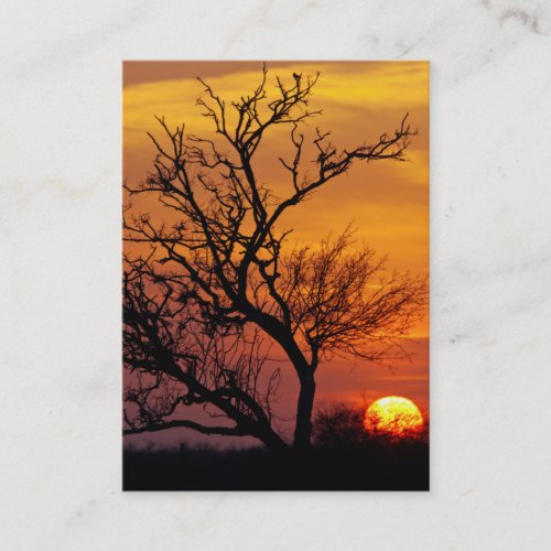 Texas Sunset Lone Tree Business Card
