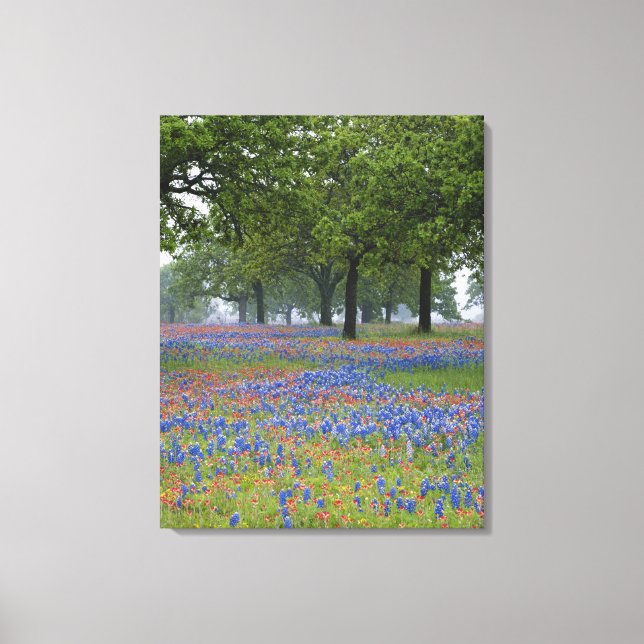 Texas, Texas Hill Country, Texas Paintbrush and Canvas Print (Front)