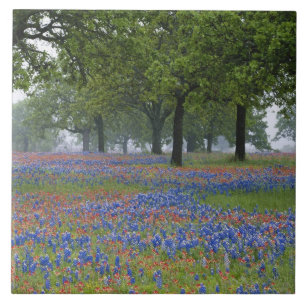 Texas, Texas Hill Country, Texas Paintbrush and Ceramic Tile