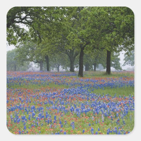 Texas, Texas Hill Country, Texas Paintbrush and Square Sticker