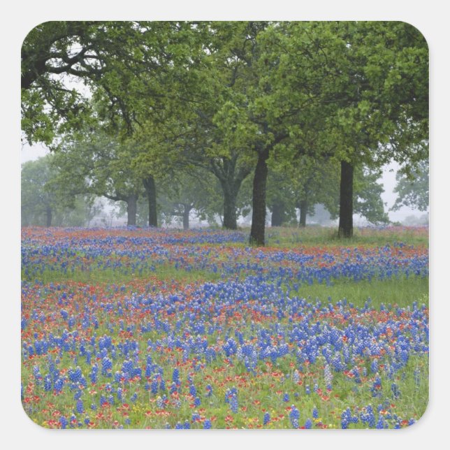 Texas, Texas Hill Country, Texas Paintbrush and Square Sticker (Front)