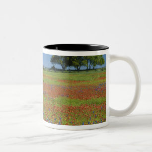 Texas, Texas Hill Country, Texas paintbrush Two-Tone Coffee Mug