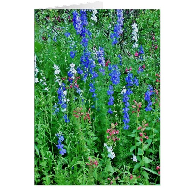 Texas Wild Flowers Cards (Front)