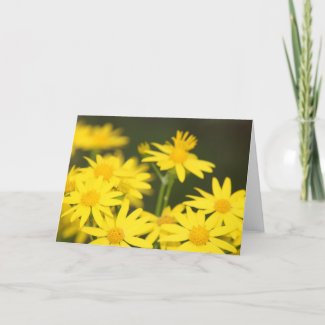 Texas Wildflower: Early Spring Golden Ragwort card