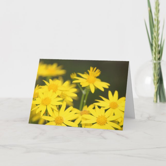 Texas Wildflower: Early Spring Golden Ragwort Card (Front)