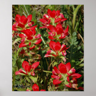 Texas Wildflower Poster