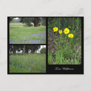 Texas Wildflowers Postcard