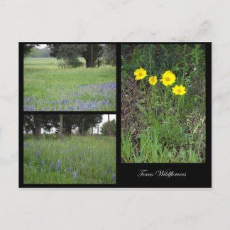 Texas Wildflowers Postcard