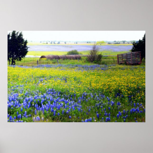 Texas Wildflowers Poster (Front)