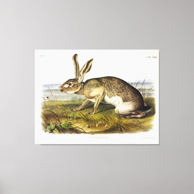 Texian Hare, Black-tailed Jack Rabbit by Audubon Canvas Print (Front)
