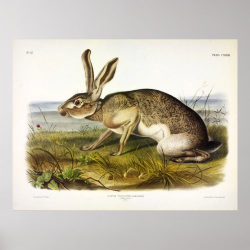 Texian Hare Black_tailed Jack Rabbit by Audubon Poster