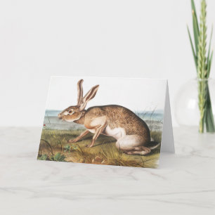 Texian Hare (Lepus Texianus) Rabbit Illustration Card
