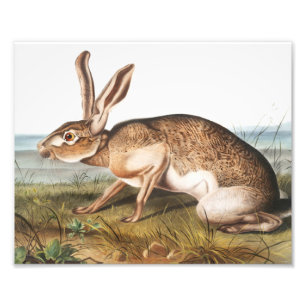 Texian Hare (Lepus Texianus) Rabbit Illustration Photo Print