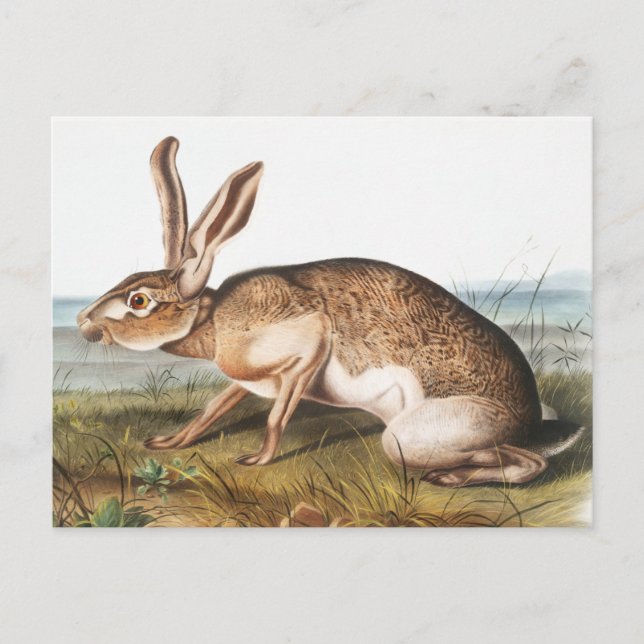 Texian Hare (Lepus Texianus) Rabbit Illustration Postcard (Front)