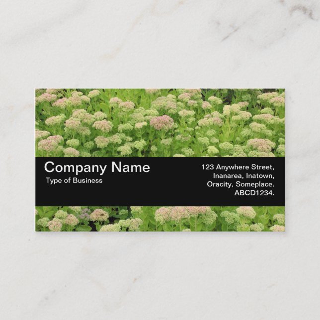 Texture Band V2 - Sedum (Autumn Joy) Business Card (Front)