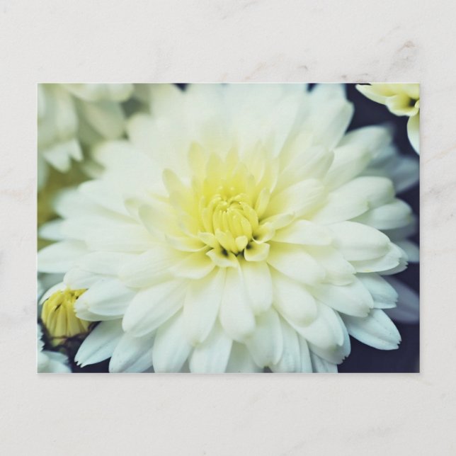 Textured Chrysanthemum Postcard (Front)