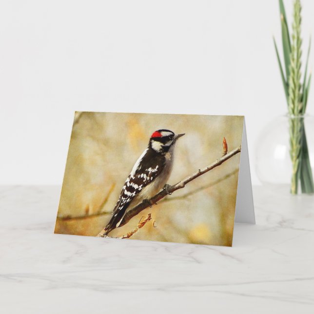 Textured Downey Woodpecker Greeting Card (Front)