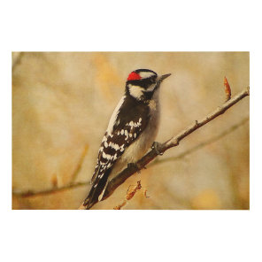 Textured Downy Woodpecker Wood Panel