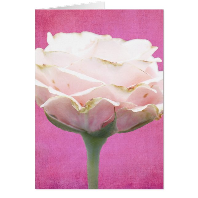 Textured Pink Rose All Occasion Card (Front)