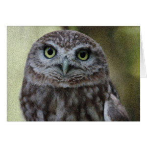 Texturized Yellow Eyed Small Owl card