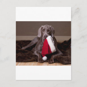 Teyla the Weimaraner and Santa Hat Holiday Postcard