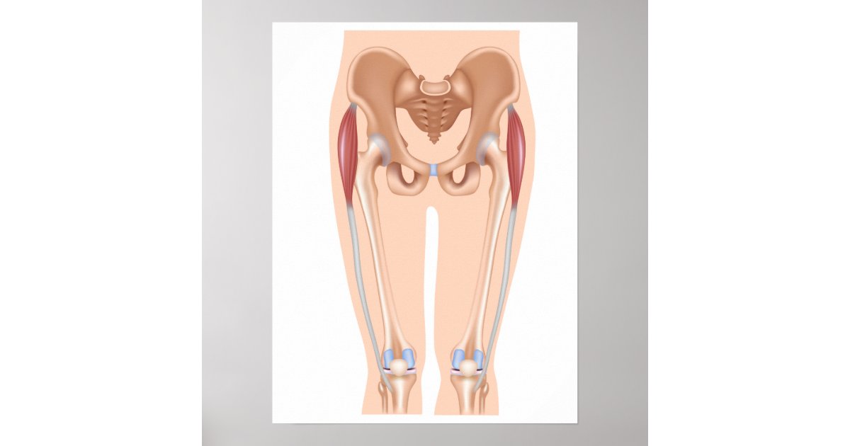 Tfl muscle and itb anatomy Poster | Zazzle.com