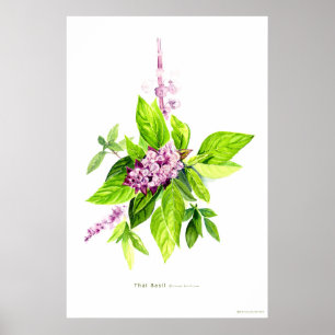 Thai Basil Botanical Illustration Poster