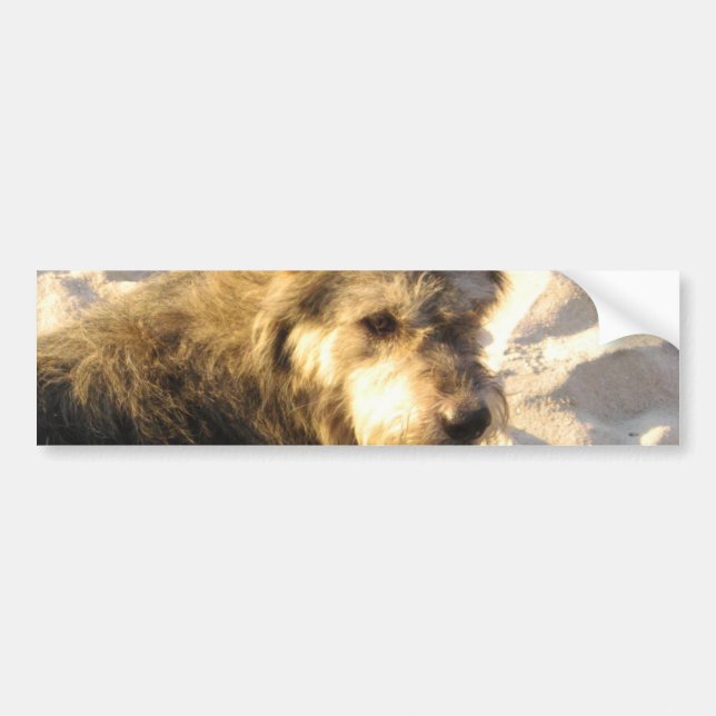 Thai Beach Dog Bumper Sticker (Front)