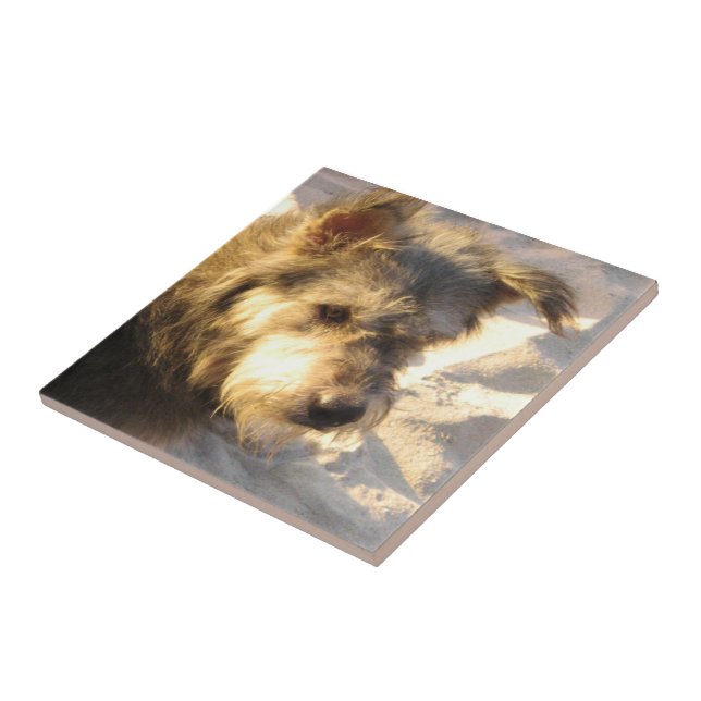 Thai Beach Dog Ceramic Tile (Side)