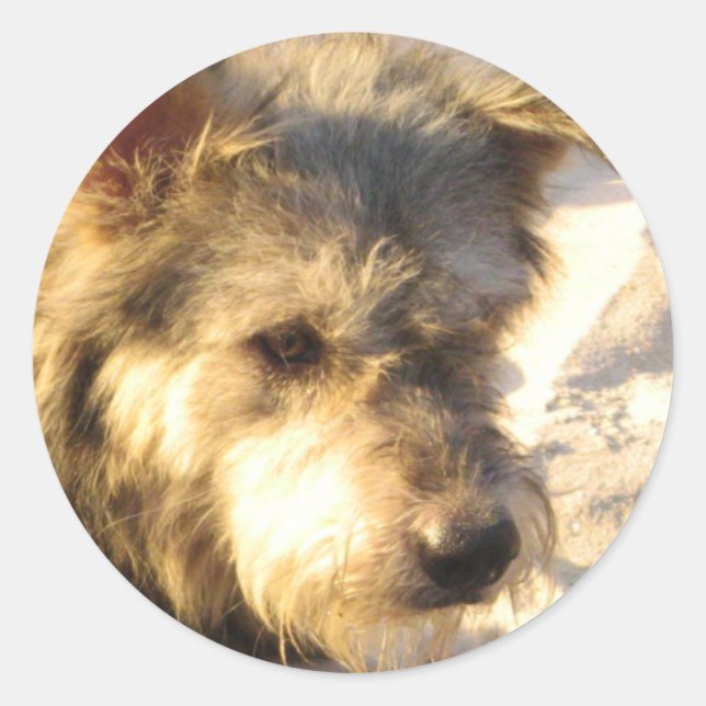 Thai Beach Dog Classic Round Sticker (Front)