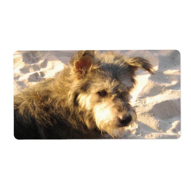 Thai Beach Dog Label (Front)