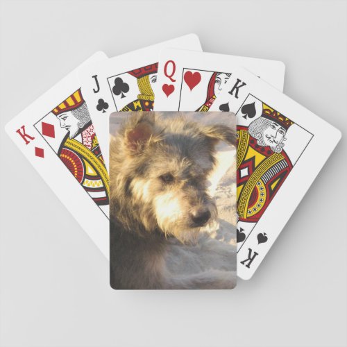Thai Beach Dog Poker Cards