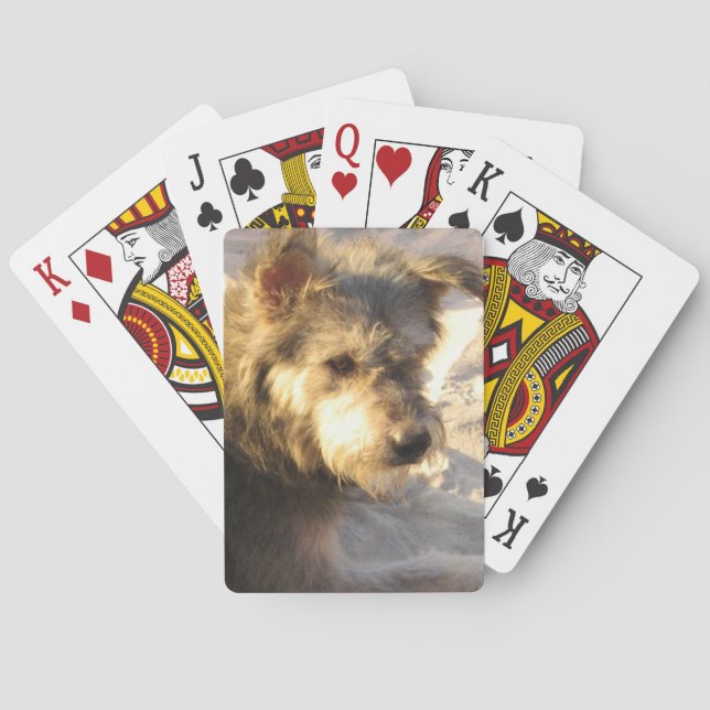 Thai Beach Dog Poker Cards (Back)