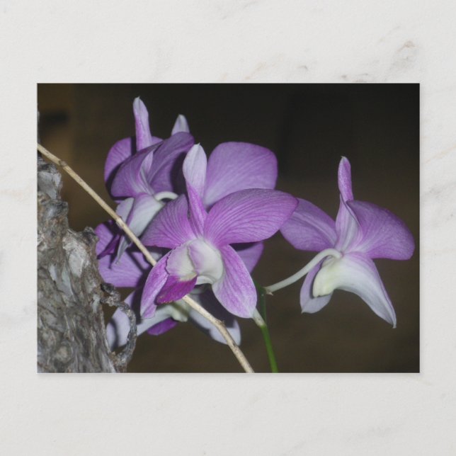 Thai Orchid Postcard (Front)