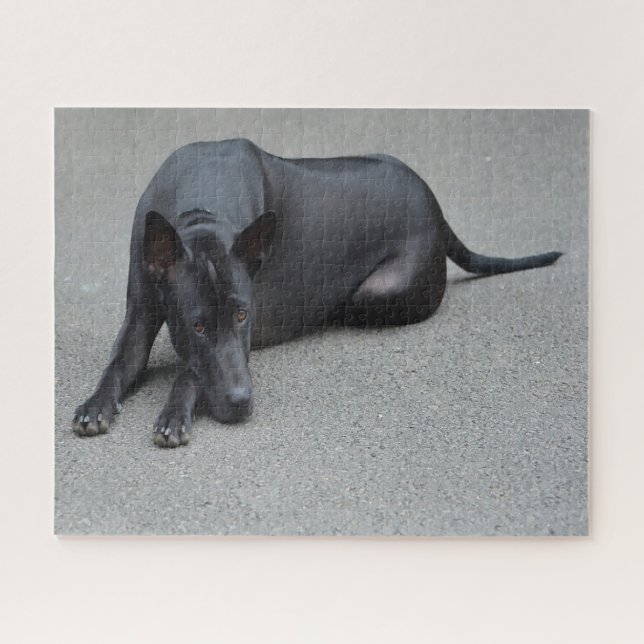 Thai Ridgeback Dogs Jigsaws. Jigsaw Puzzle (Horizontal)