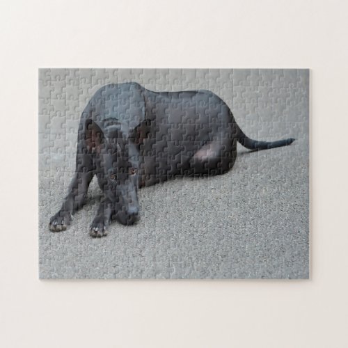 Thai Ridgeback Dogs Jigsaws Jigsaw Puzzle