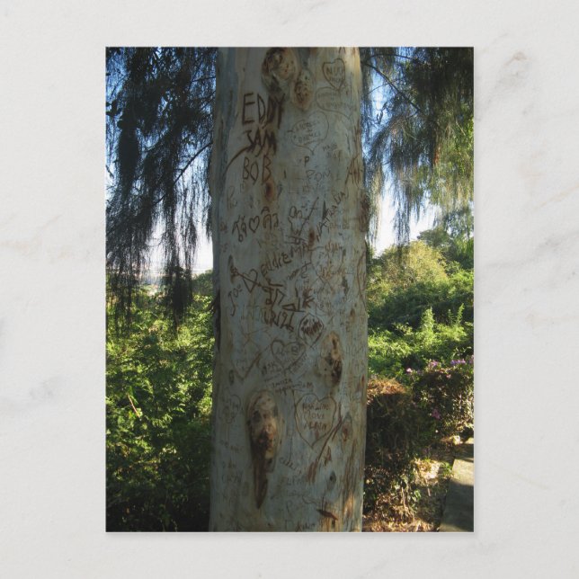 Thai Tree Graffiti Postcard (Front)