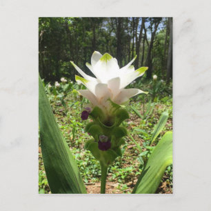 Thai Tulips, Flowers from Thailand Postcard