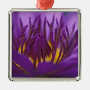 Thailand, Bangkok, Purple and yellow lotus 2 Metal Ornament