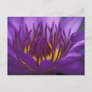 Thailand, Bangkok, Purple and yellow lotus 2 Postcard