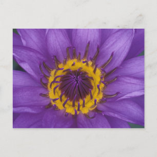 Thailand, Bangkok, Purple and yellow lotus Postcard