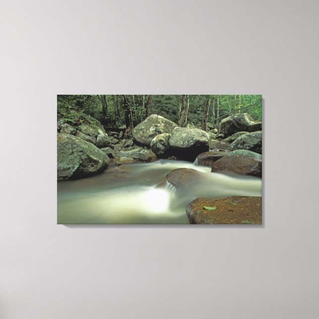 Thailand, Kohsamui Island, Rainforest landscape. Canvas Print (Front)