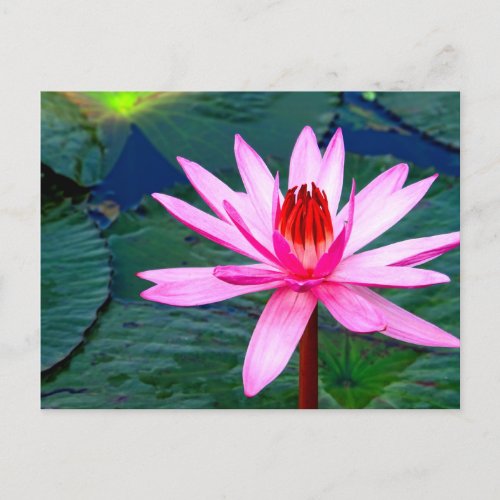 Thailand _ Kumphawapi Lotus Lake Holiday Postcard