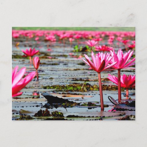 Thailand _ Kumphawapi Lotus Lake Holiday Postcard