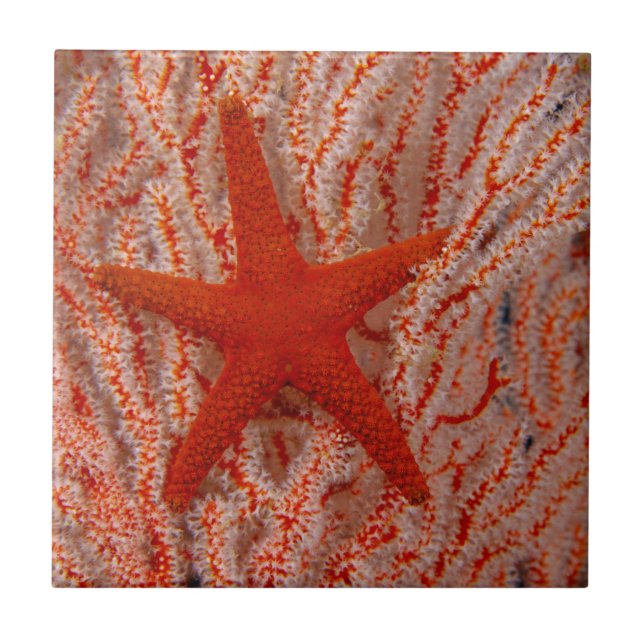 Thailand, Sea Star Aka Starfish Ceramic Tile (Front)