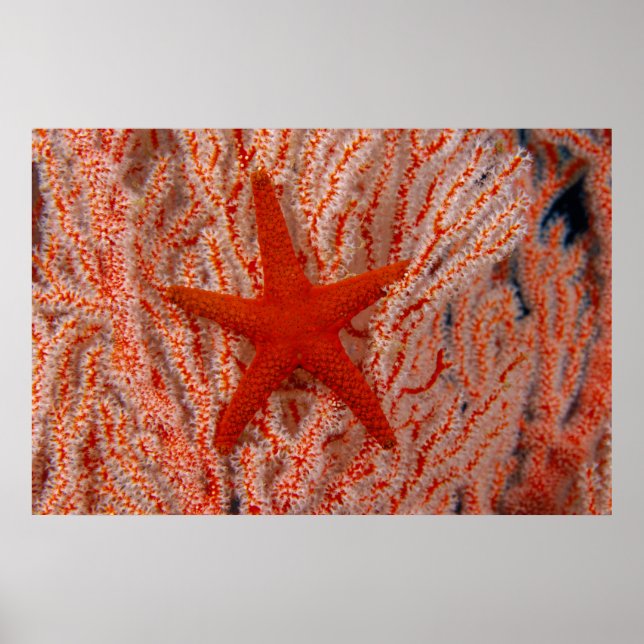 Thailand, Sea Star Aka Starfish Poster (Front)